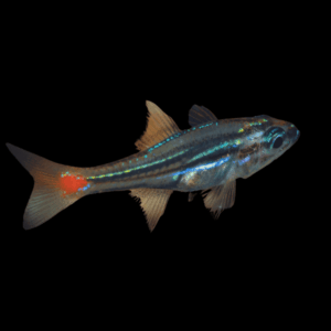 Parvulus Red Spot Cardinal Ostorhinchus Parvulus