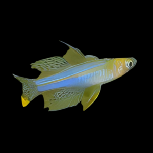 Paskai Rainbow Fish Pseudomugil Paskai 3cm