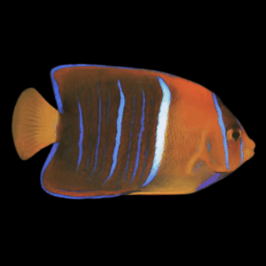 Passer King Angelfish Holacanthus Passer