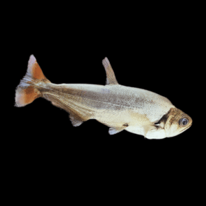 Payara Vampire Tetra Red Tail Hydrolycus Scomberoides 10cm