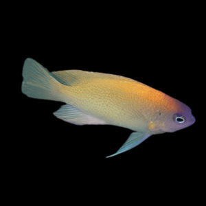 Peach Damsel Chrysiptera Rex