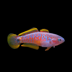 Peacock Goby Tateurndina Ocellicauda 4cm