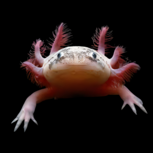 Pearl Black Eye Axolotl Ambystoma Mexicanum