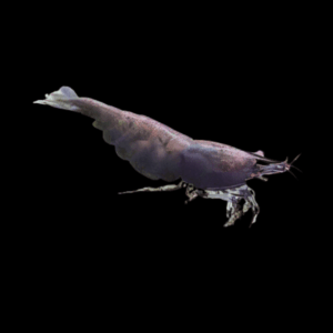 Pearl Black Shrimp Neocaridina Zhangjiajiensis 2cm