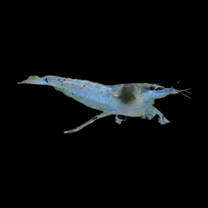 Pearl Blue Shrimp Neocaridina Zhangjiajiensis 2cm