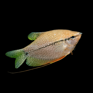 Pearl Gourami Trichopodus Leerii 5cm