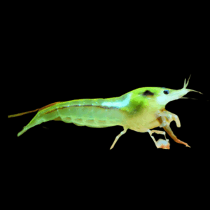 Pearl Green Shrimp Neocaridina Zhangjiajiensis 2cm
