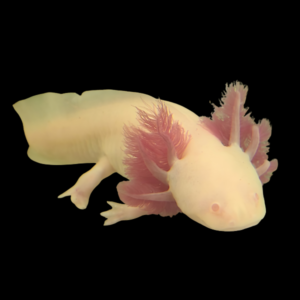 Pearl Red Eye Axolotl Ambystoma Mexicanum