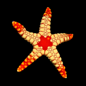 Pearl Starfish Fromia cf Monilis