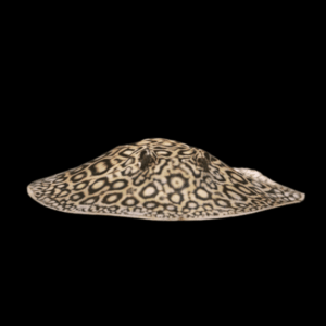 Freshwater Pearl Stingray Potamotrygon Jabuti 20cm