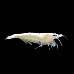Pearl White Shrimp Neocaridina Zhangjiajiensis 2cm