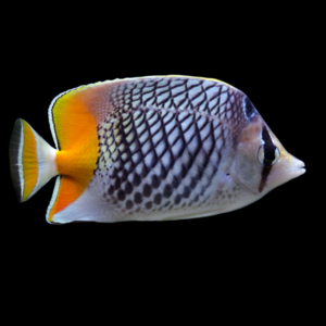 Pearlscale Butterfly Fish Chaetodon Xanthurus