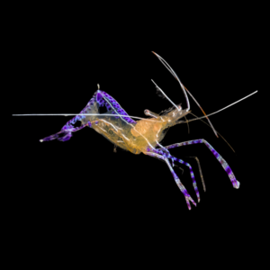 Pederson Cleaner Shrimp Ancylomenes Pedersoni