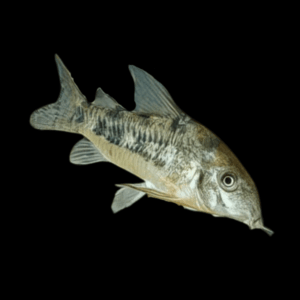 Peppered Corydoras Paleatus 3cm Catfish