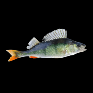 European Perch Perca Fluviatilis 10cm