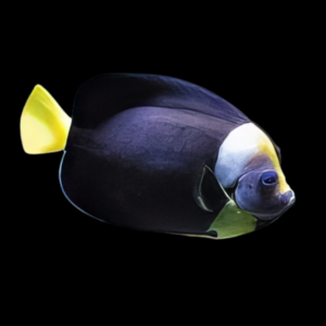 Personifer Angel Chaetodontoplus Meredithi