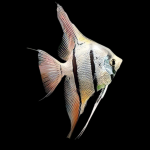 Peruvian Altum Angelfish Pterophyllum Scalare 5cm