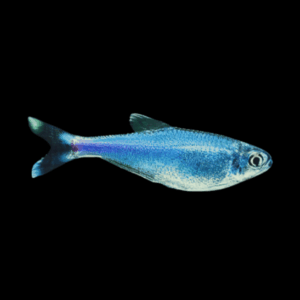 Peruvian Blue Tetra Knodus Borki 2cm
