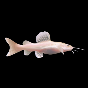 Phantom Red Tailed Catfish Phractocephalus Hemioliopterus 10cm