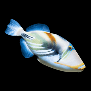 Picasso Lagoon Trigger Fish Rhinecanthus Aculeatus