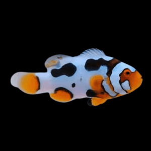 Picasso Percula Clownfish Amphiprion Percula