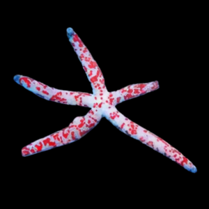 Picasso Starfish Linckia Multifora