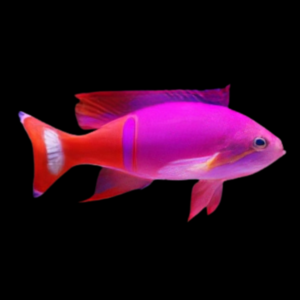 Pictilis Anthias Pseudanthias Pictilis