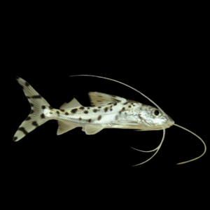 Pictus Catfish Pimelodus Pictus 8cm