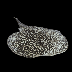 Freshwater Piebald Panda Stingray Potamotrygon Jabuti 20cm