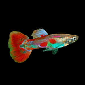 Pigeon Blood Male Guppy Poecilia Reticulata 3cm