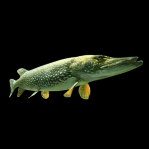 European Pike Esox Lucius 10cm