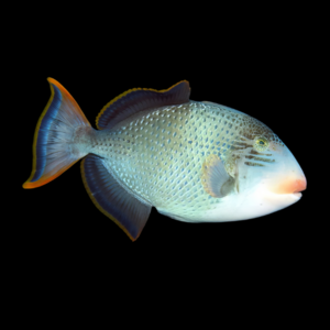 Pineapple Trigger Fish Pseudobalistes Flavimarginatus