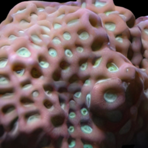 Pineapple War Hard Coral Favites Sp