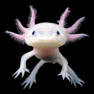 Leucistic Pink Black Eye Axolotl Ambystoma Mexicanum
