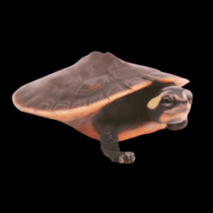 Pink Bellied Side Neck Turtle Emydura Subglobosa 5cm