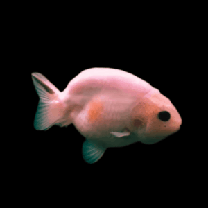Pink Black Eye Lionhead Ranchu Goldfish Carassius Auratus 5cm