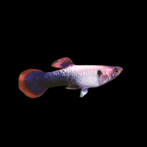 Pink Crescent Guppy Poecilia Reticulata  3cm