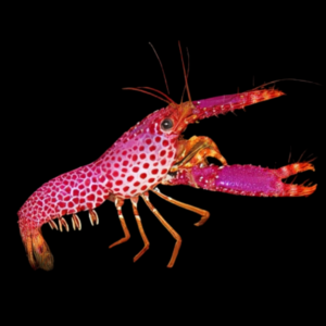 Pink Lobster Enoplometopus Daumi