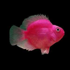 Pink Baby Parrot Fish Hybrid Amphilophus citrinellus × Vieja melanurus 3cm