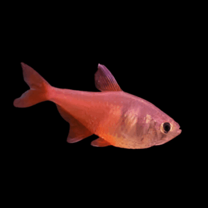 Flame Pink Salmon Tetra Hyphessobrycon Flammeus 2cm