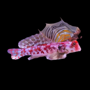 Pink Scooter Blenny Synchiropus Stellatus