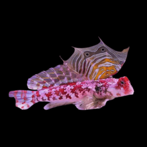 Pink Scooter Dragonette Synchiropus Ocellatus