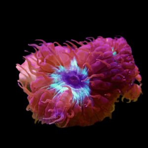 Pink and Green Hard Coral Frag Blastomussa Merletti