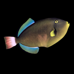 Pinktail Trigger Fish Melichthys Vidua