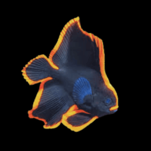 Pinnatus Batfish Platax Pinnatus