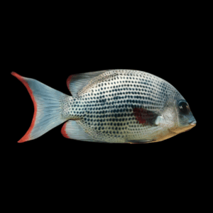 Pinstripe Damba Paretroplus Menarambo Madagascar Cichlid 5cm