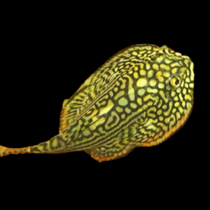 Pinstripe Hillstream Loach Hong Kong Butterfly Pleco 4cm