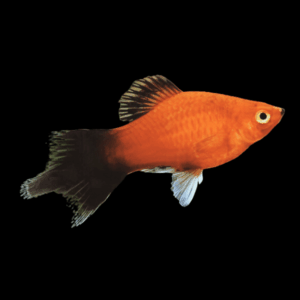 Pintail Wag Platy Xiphophorus Maculatus 3cm