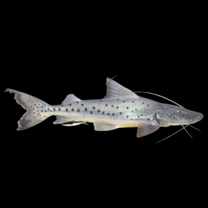 Piraiba Goliath Catfish Brachyplatystoma Filamentosum 10cm