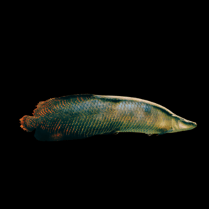 Pirarucu Arapaima Gigas 15cm